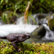 Illustration for article titled Three ultra-tiny, mysterious lost frogs discovered